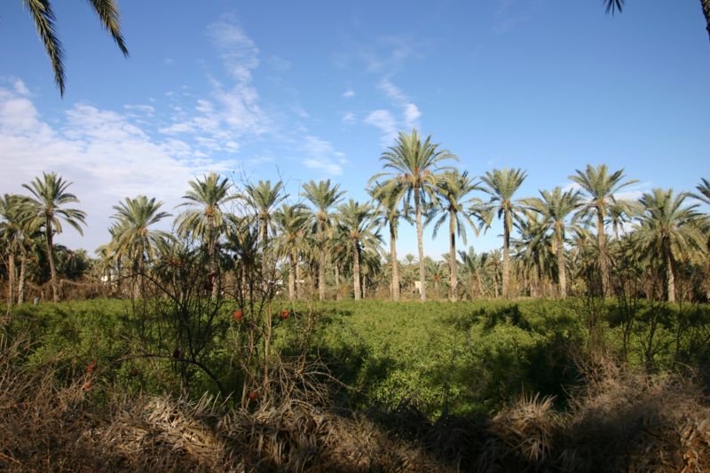 Oasis de Gabès en Tunisie