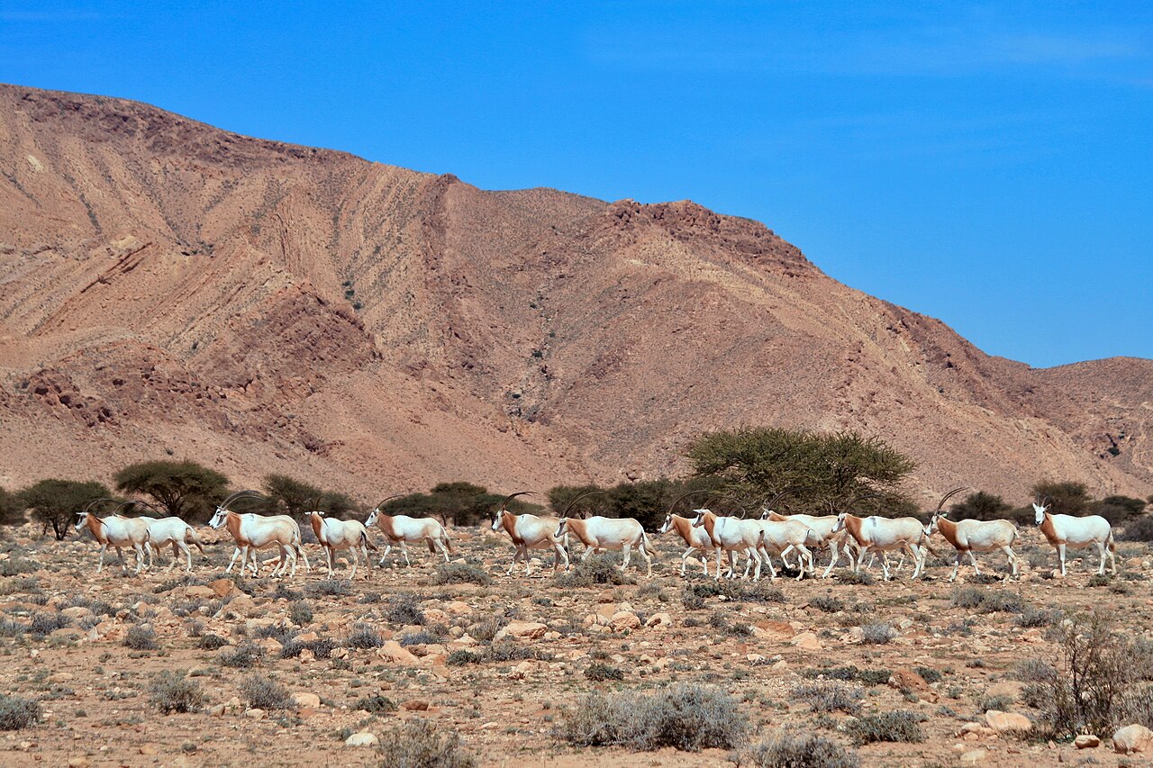 Parc national de Bouhedma en Tunisie